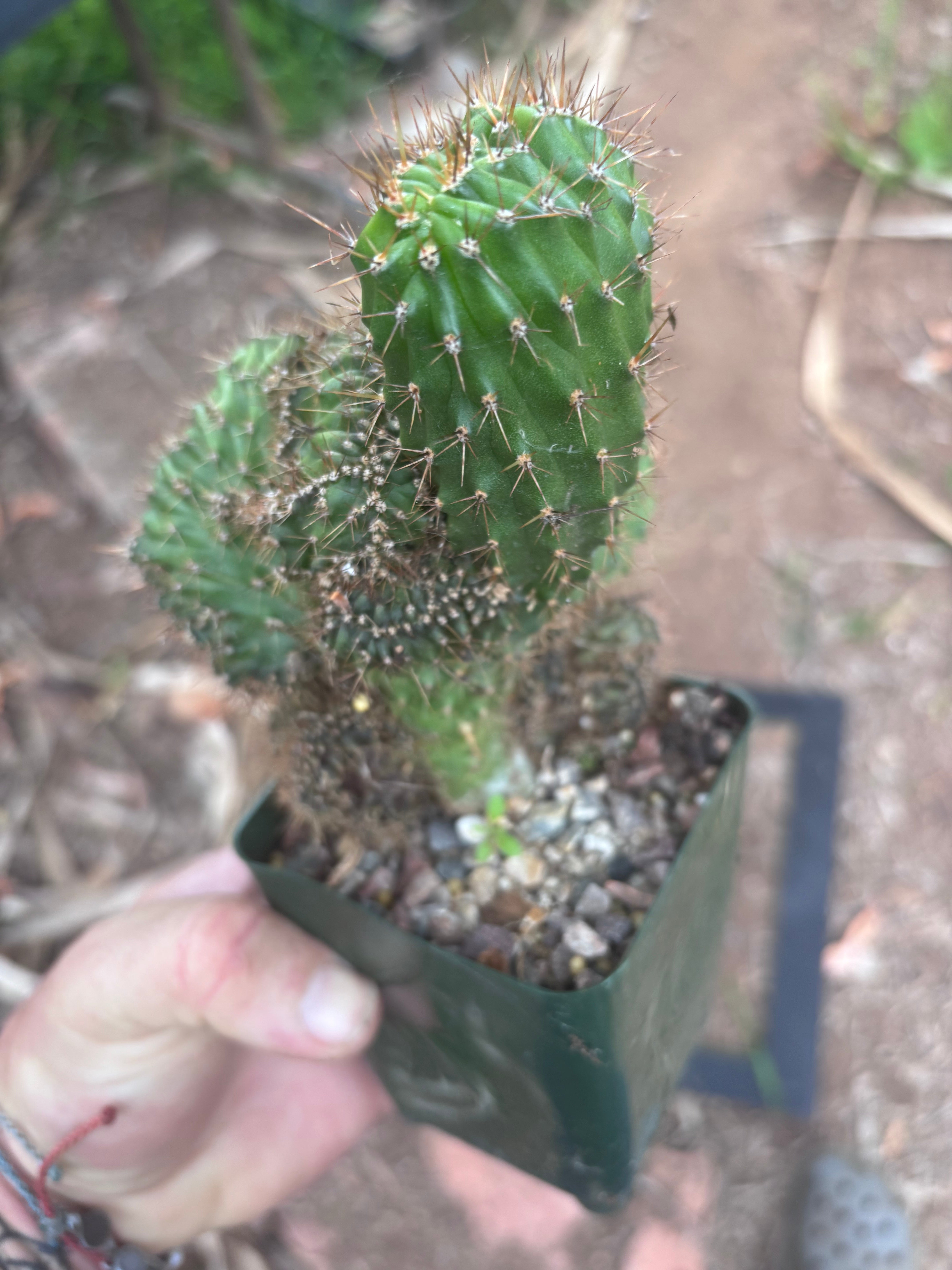💎👑 Austin — Rooted 5” x 4” Crest (Whole)