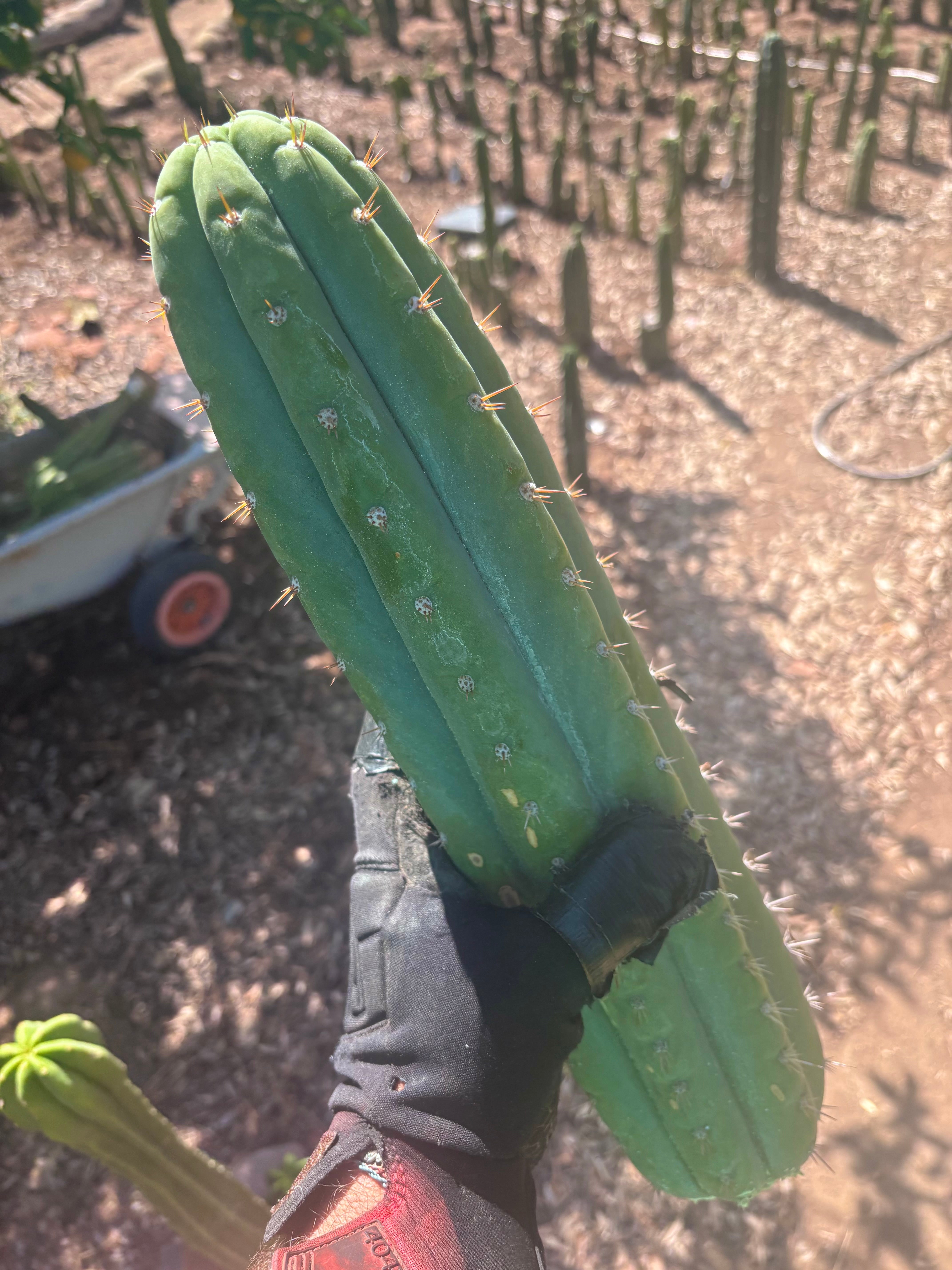 🌶️ JJOP — XL 15” Pups