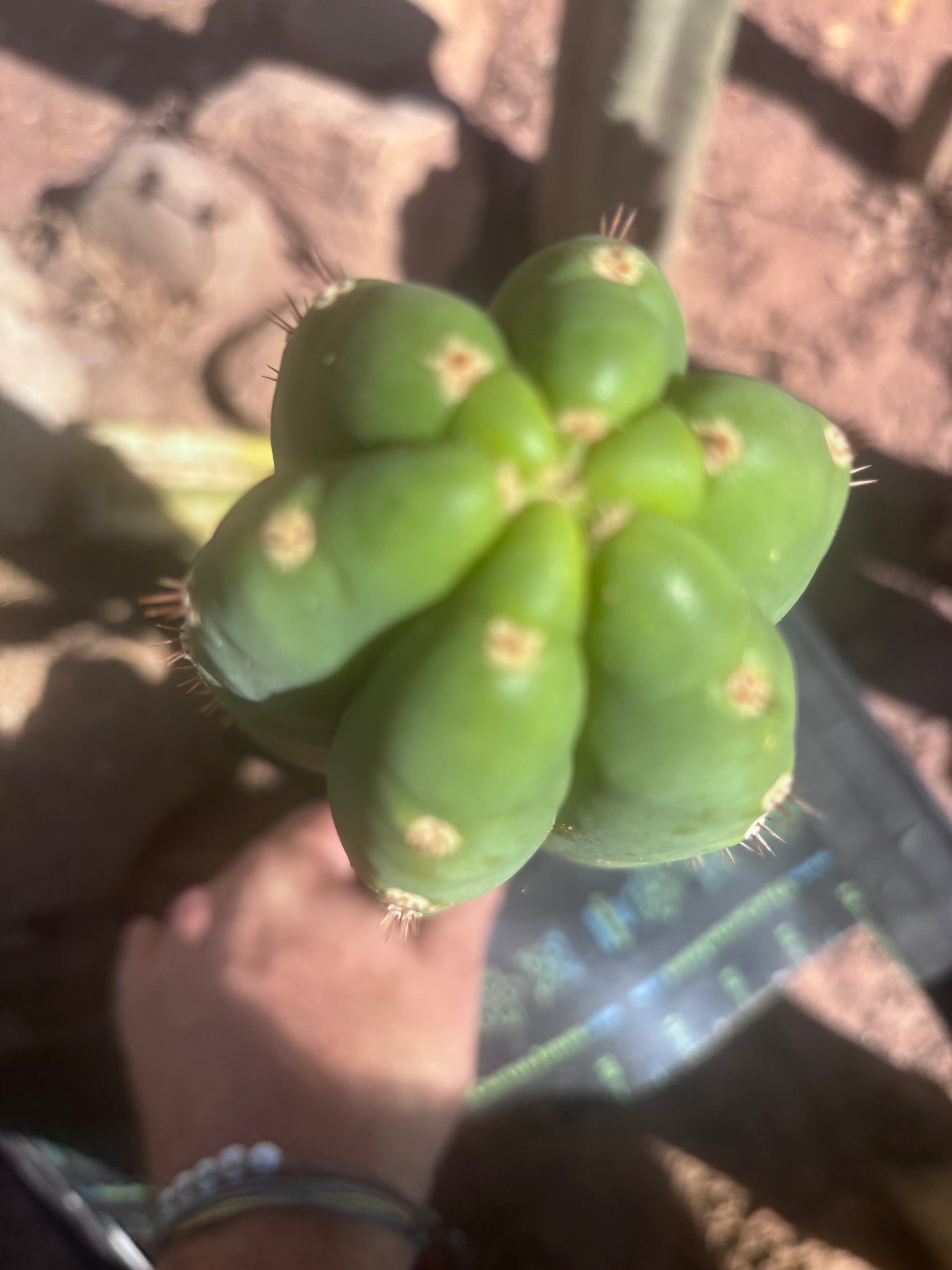 👑🌶️ Pierre — Chonky 11” Pup