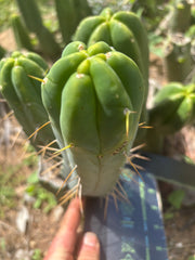 👑🌶️🌶️  Another Jiimz Twin Spine