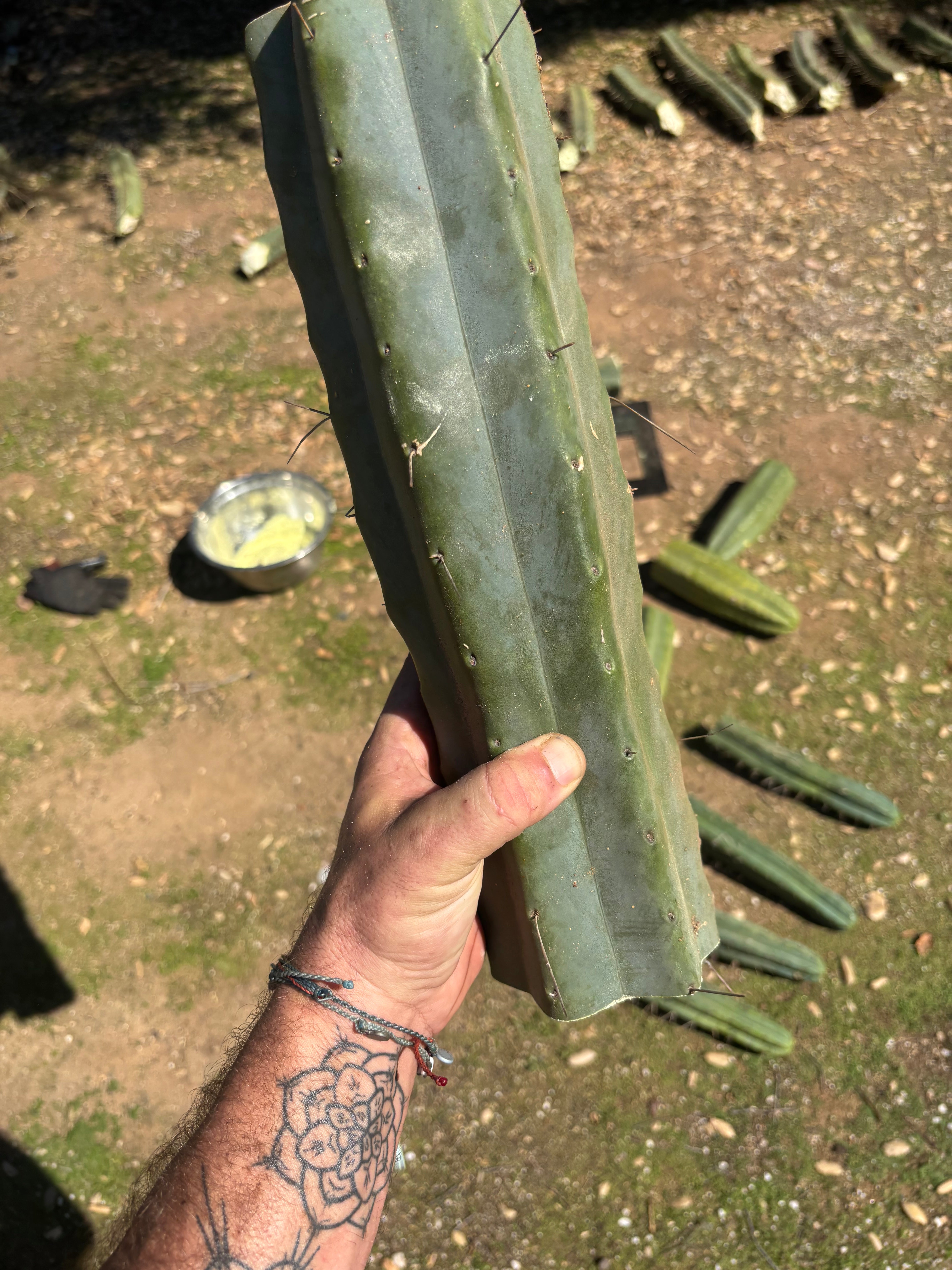 👑🌶️ Chucky — Massive 14” Mids