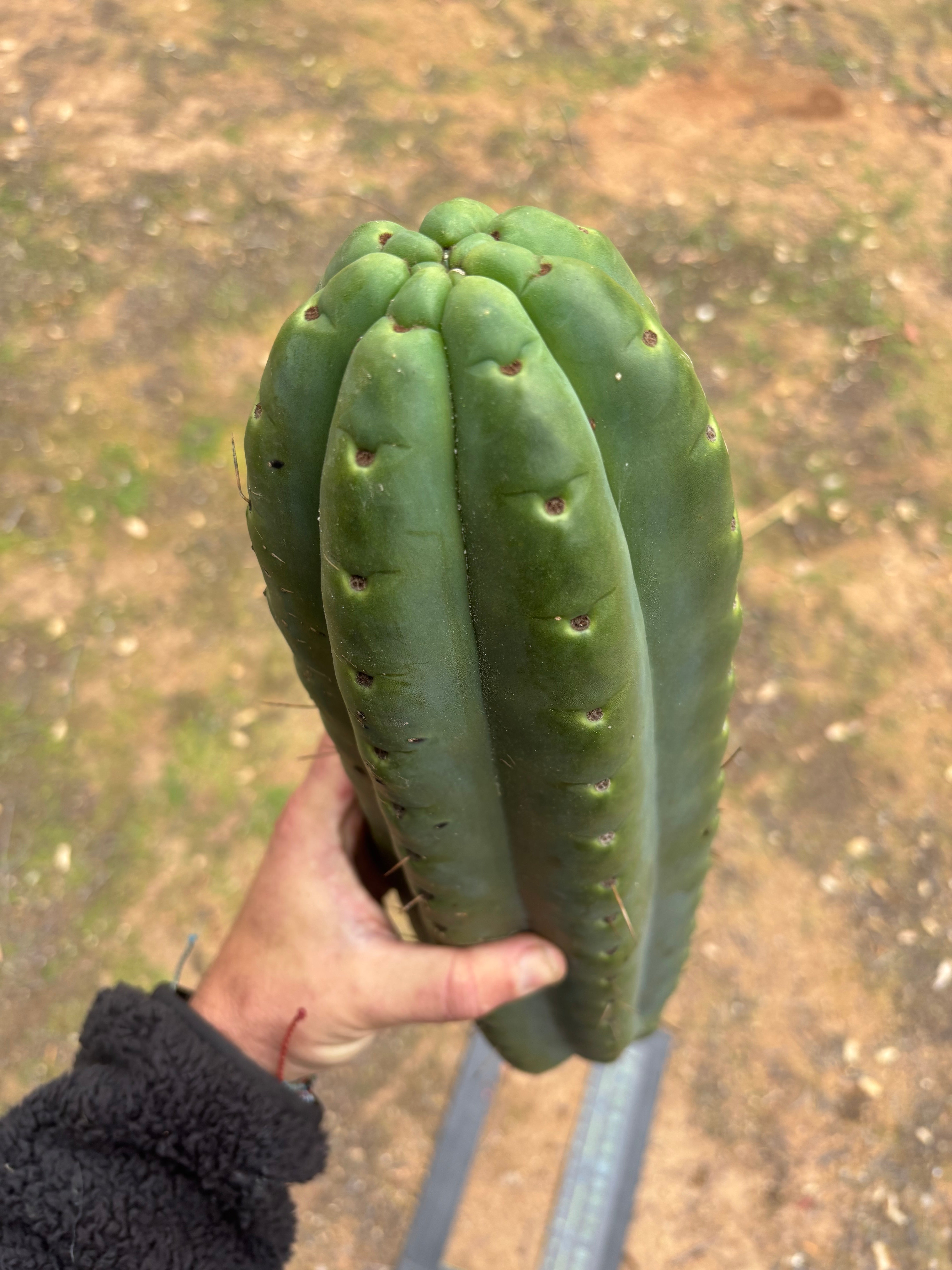 💎🌶️ SS02 x Yowie — MASSIVE 15” Tip