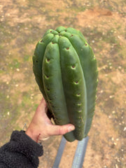 💎🌶️ SS02 x Yowie — MASSIVE 15” Tip