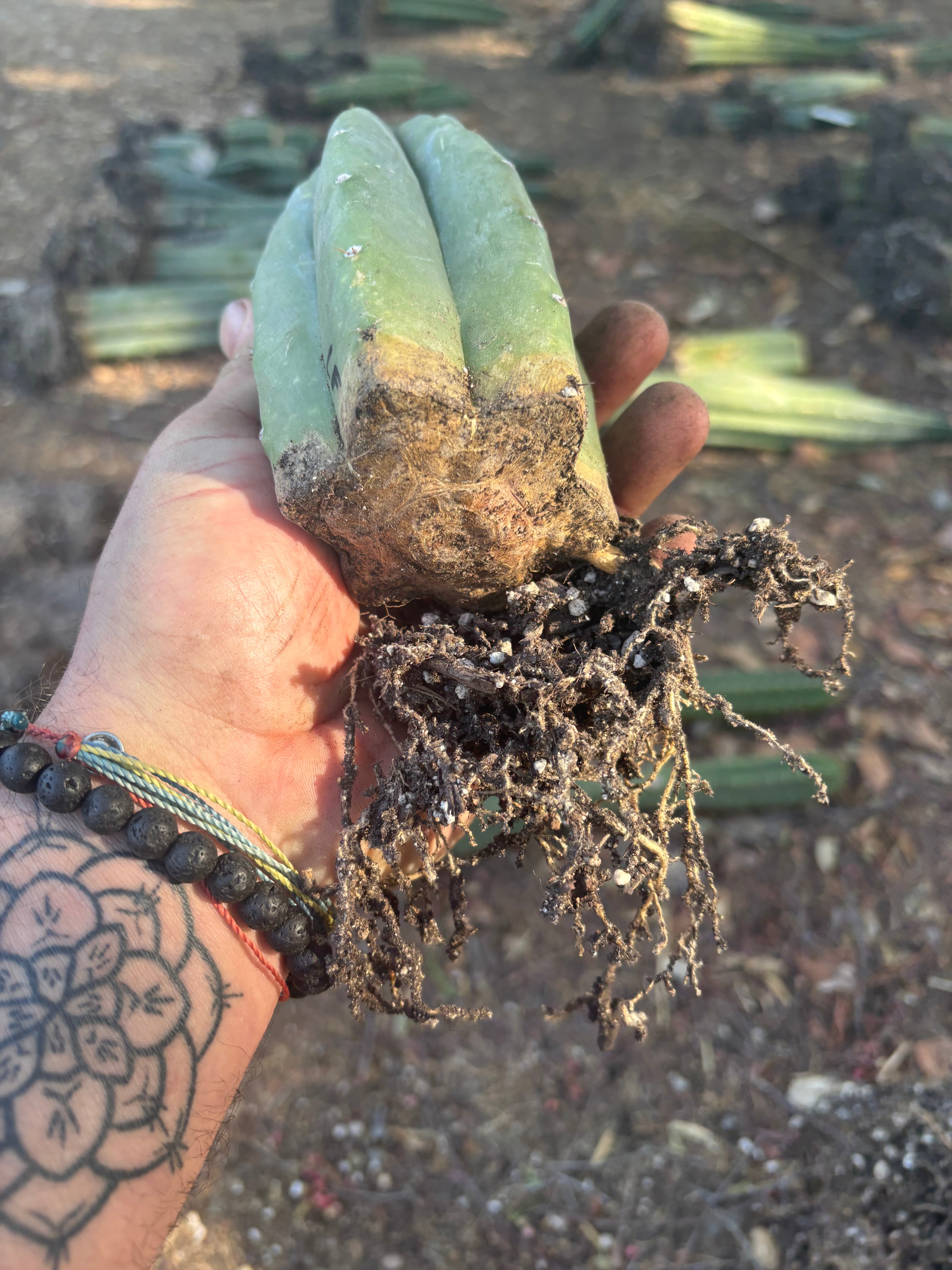 👑🌶️🌶️ Landfill — Rooted Tip