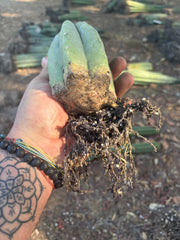 👑🌶️🌶️ Landfill — Rooted Tip