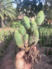 👑🌶️🌶️  TBM Clone B — Fully Rooted