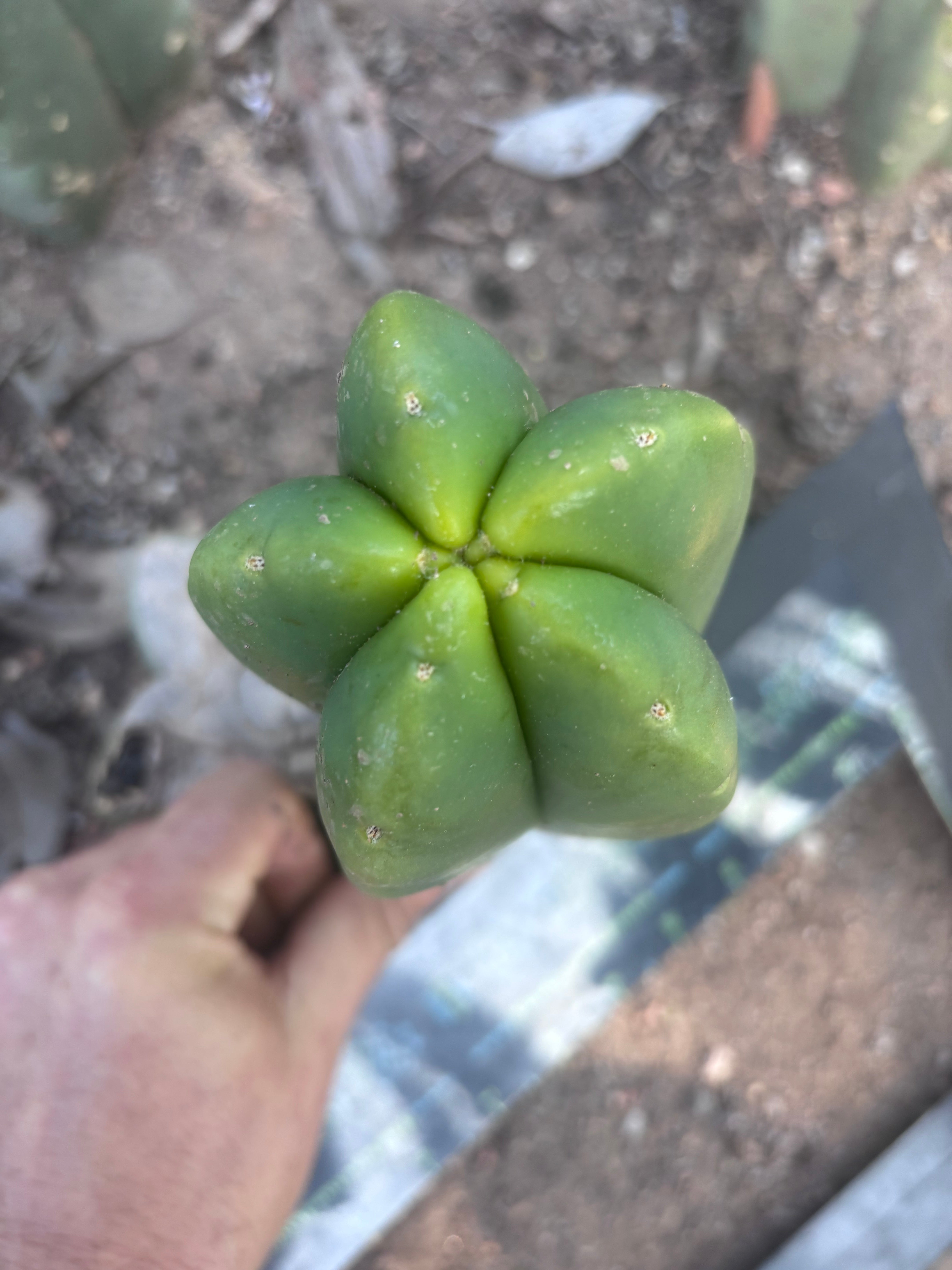 💎👑💎🌶️ Ferah! — Fat 8” Pup