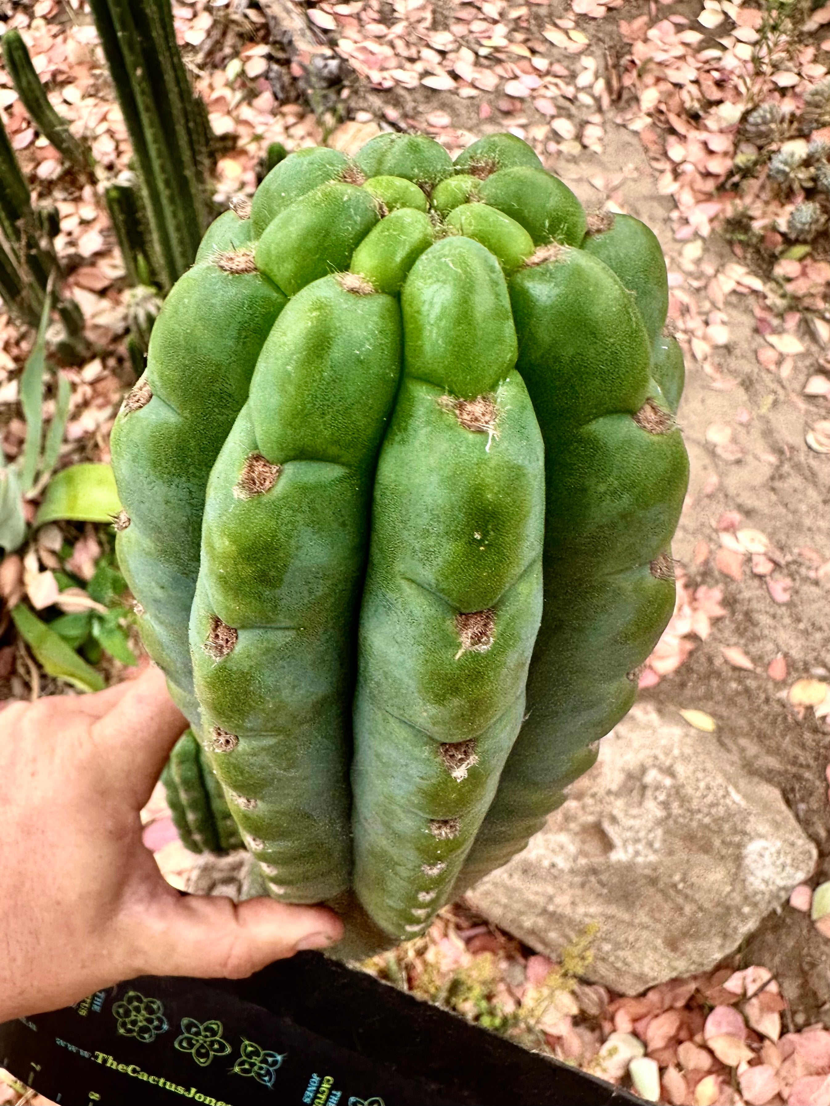 💎👑🌶️ Ichoca — 10” BEAST Tip