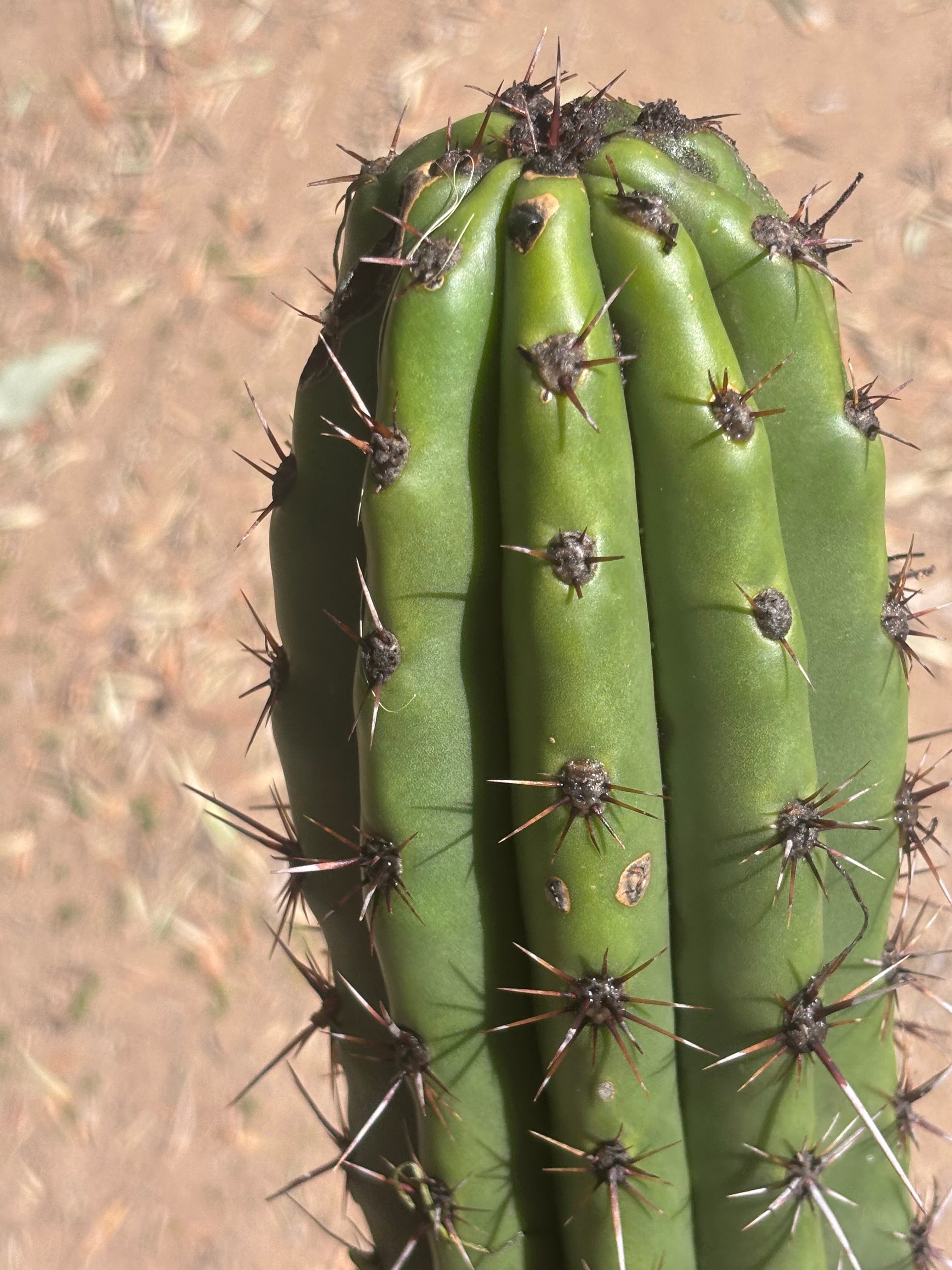 Tacaquirensis — Massive 16” Tip
