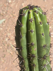 Tacaquirensis — Massive 16” Tip
