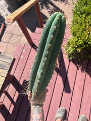 👑💎 Chavin De Huantar — XL 17” Tip