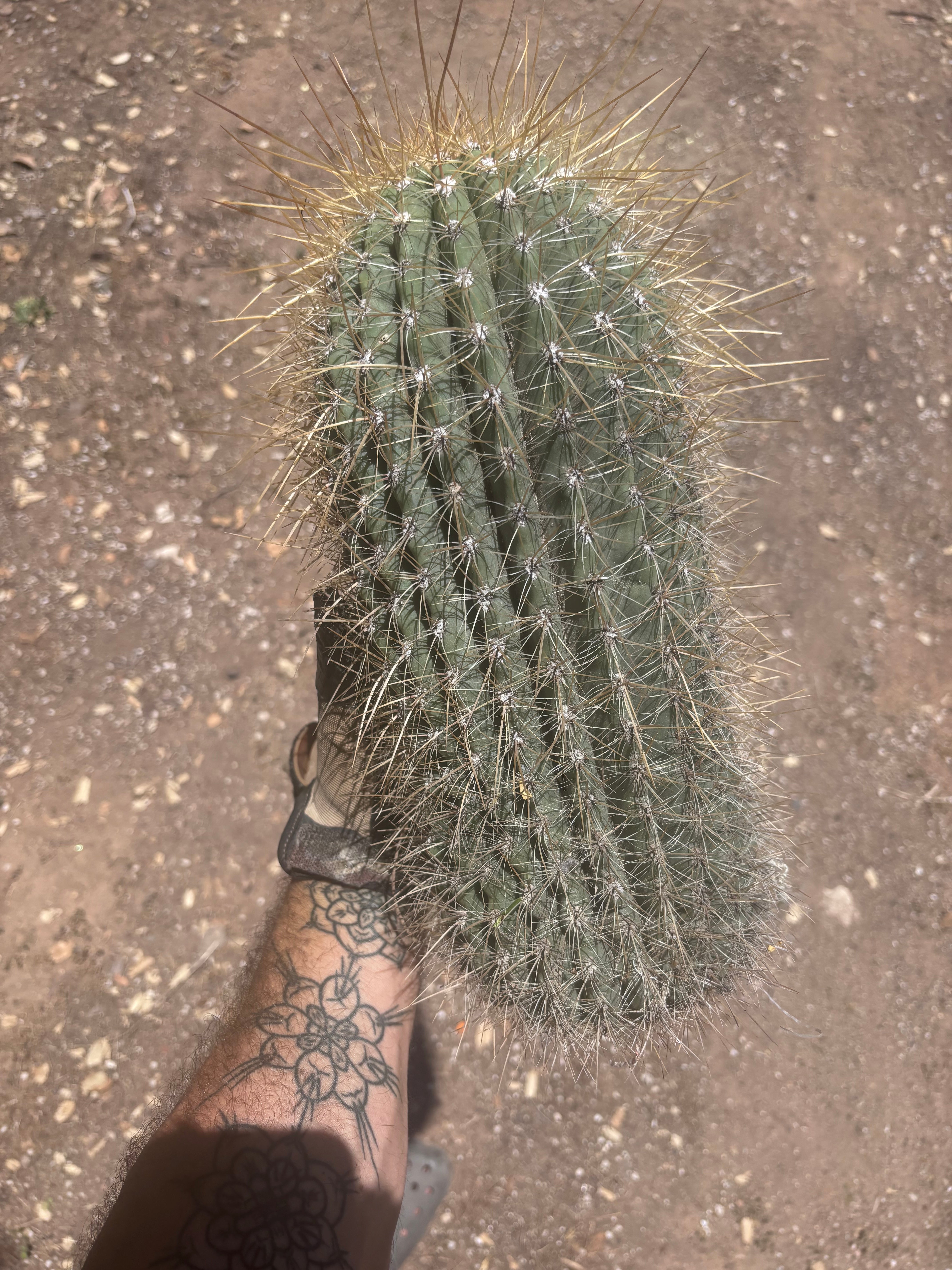 💎💎 T. Atacamensis — Massive Pup (Last One)