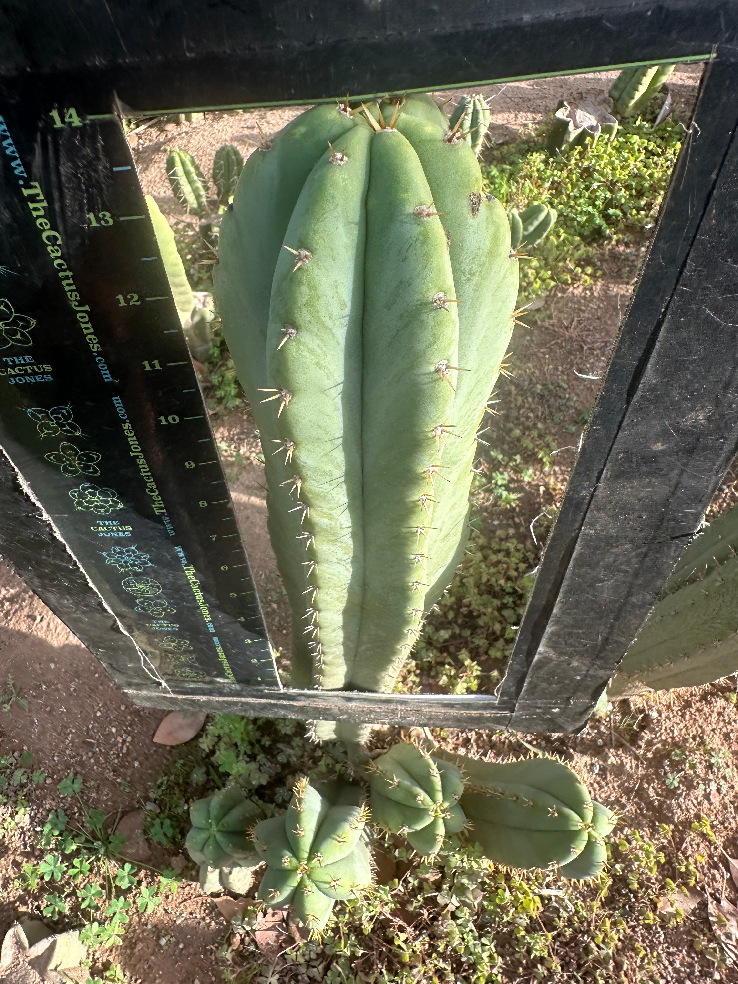 Heynes x Jessica  — XL 14” Tips