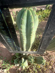 Heynes x Jessica  — XL 14” Tips