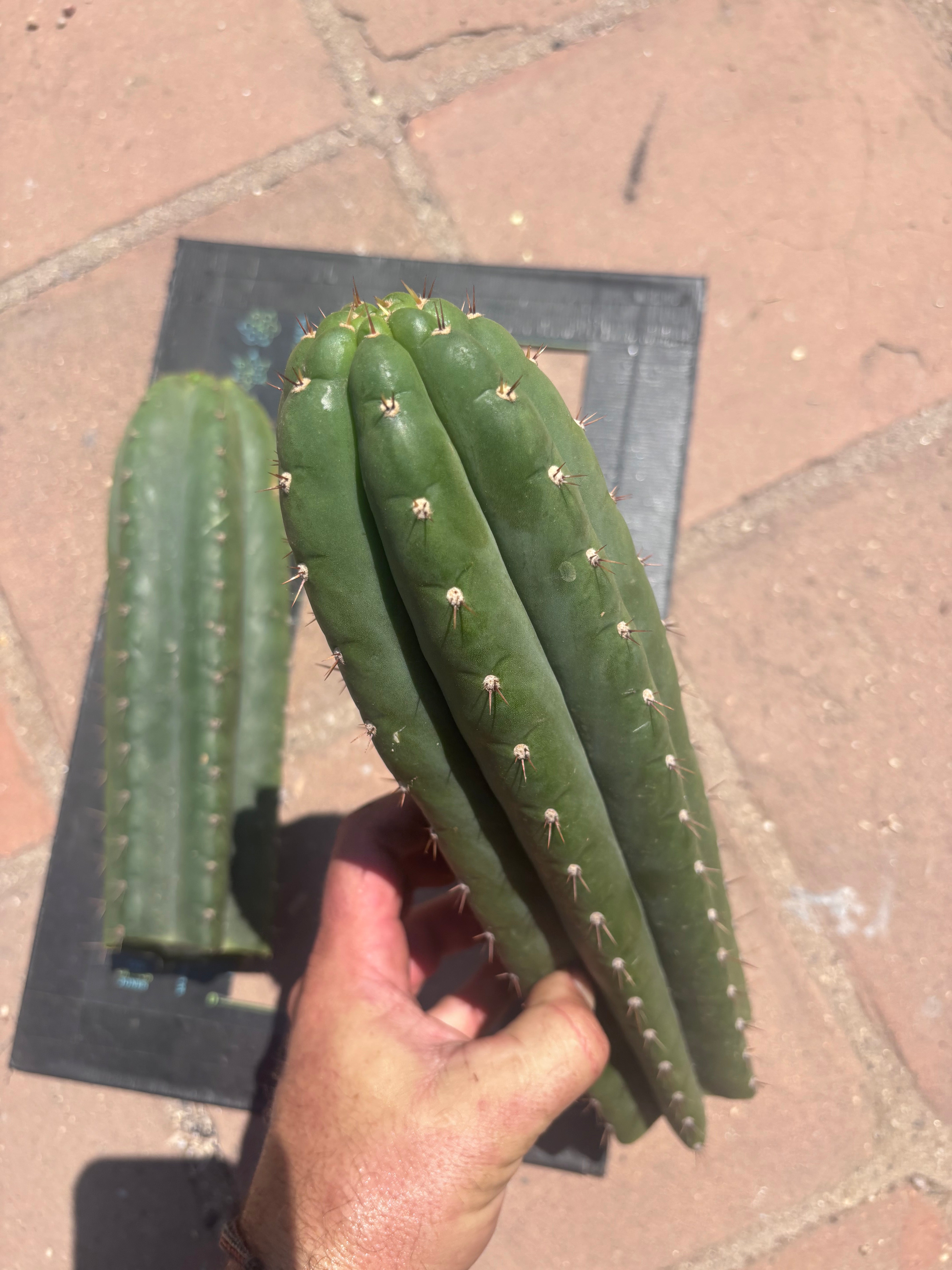 👑 LER — Lot of Two Tips — 13” and 10”