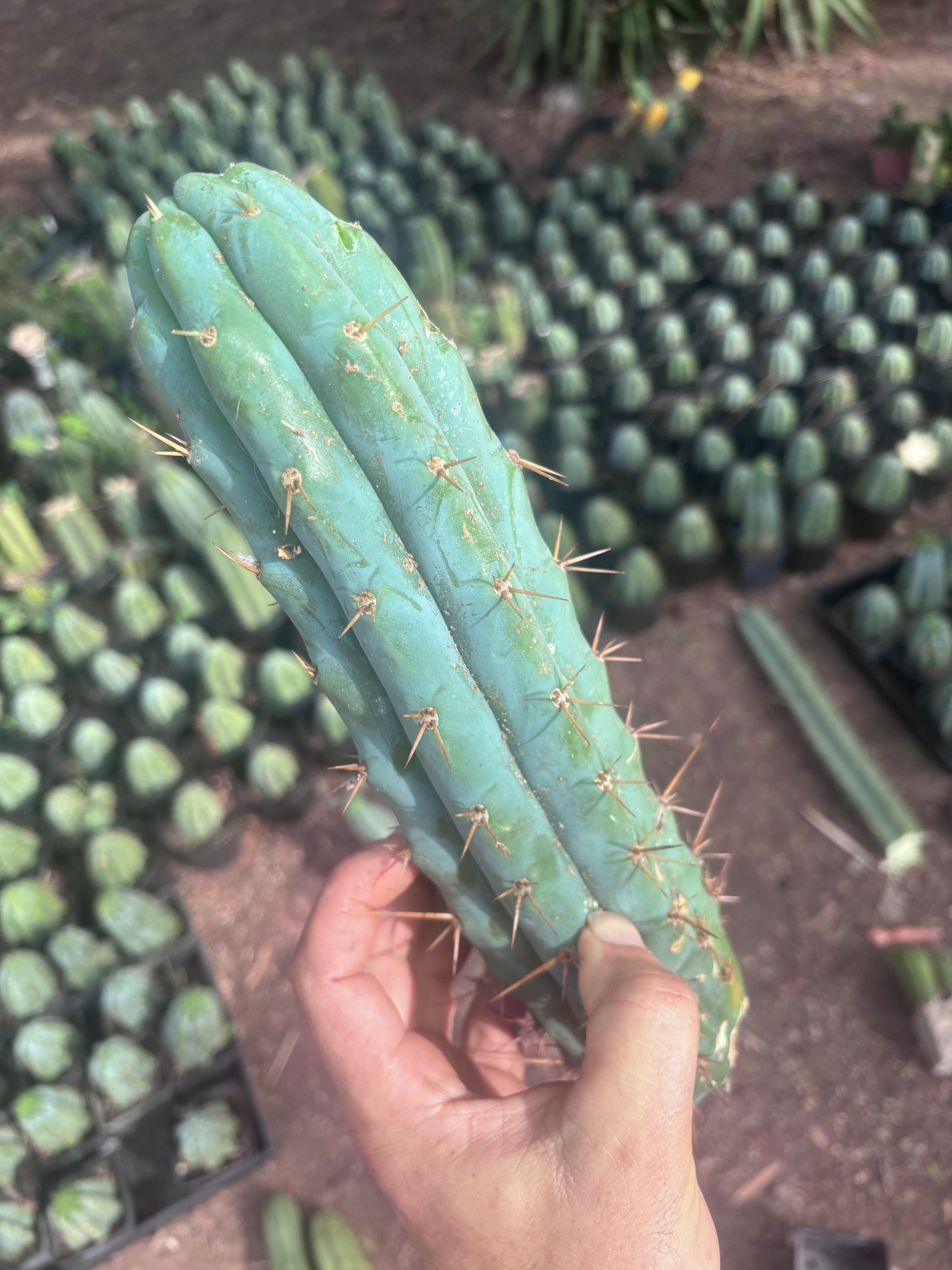 💎👑💎🌶️  Ashdod — 12” Pup