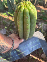 👑🌶️ The Field’s Pachanoi — Chonky 9” Pup