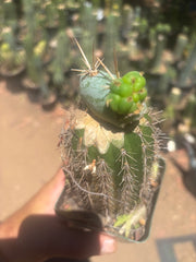 💎👑💎  Nubs — Pupping Slab on Rooted Spachianus