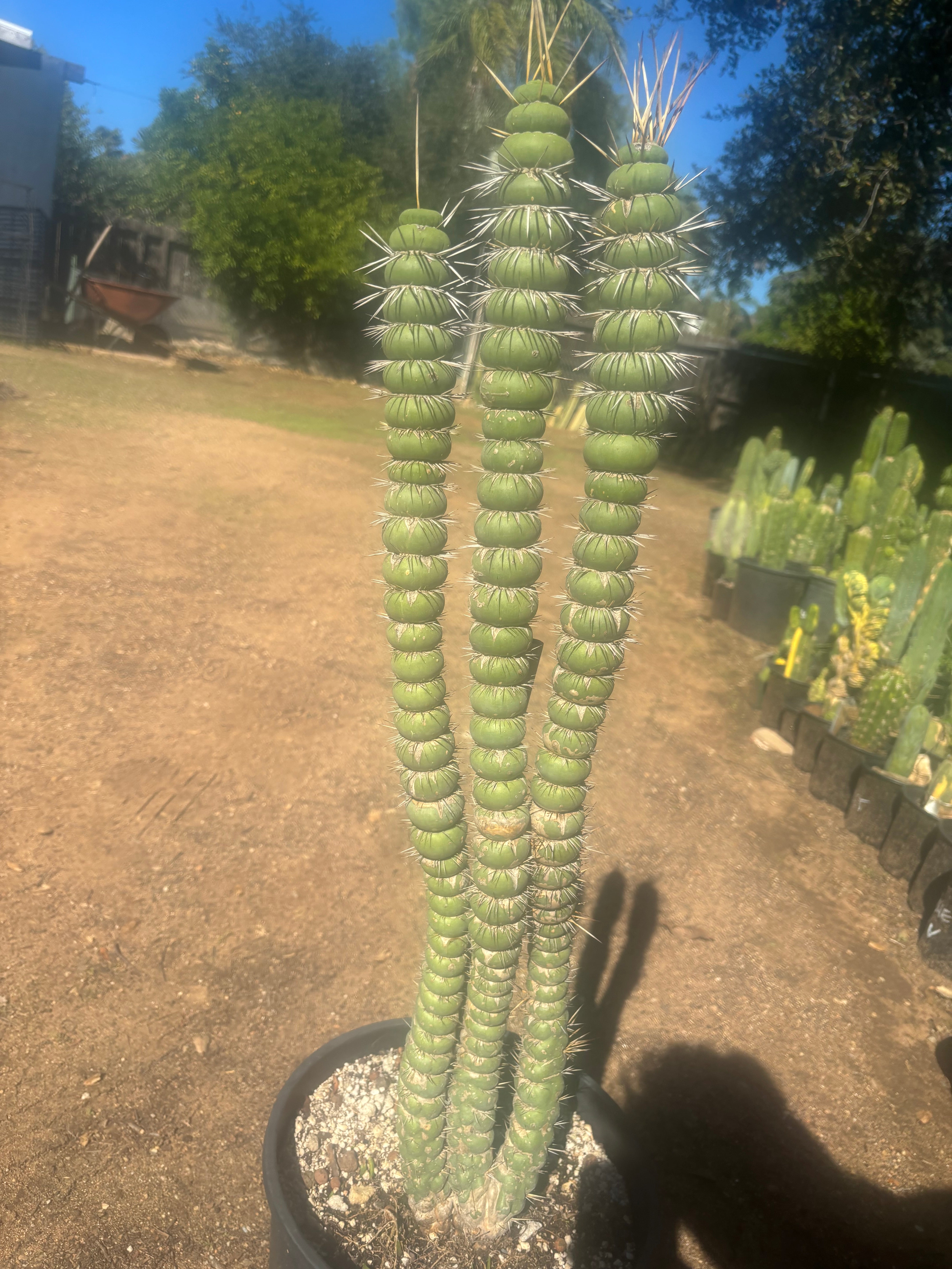 💎👑💎🦄 Varispiralis  — Stunning XL Tri-Column Rooted Showpiece