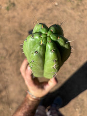 👑🌶️ Huarazensis — 10” Chonk Tip