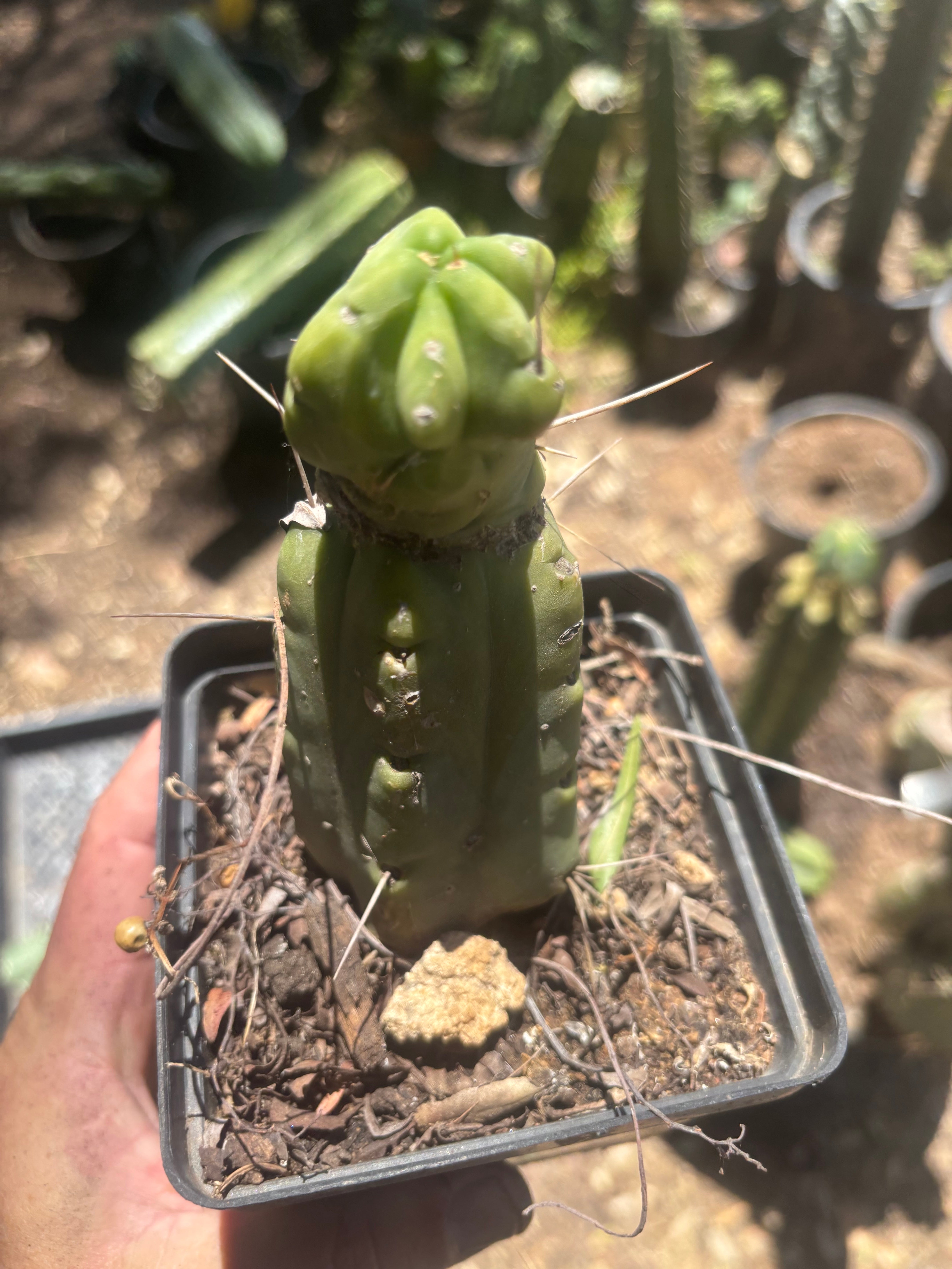 👑🌶️🌶️ Dulzura Wax — Small Rooted Tip