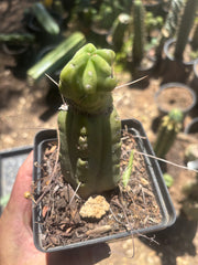 👑🌶️🌶️ Dulzura Wax — Small Rooted Tip