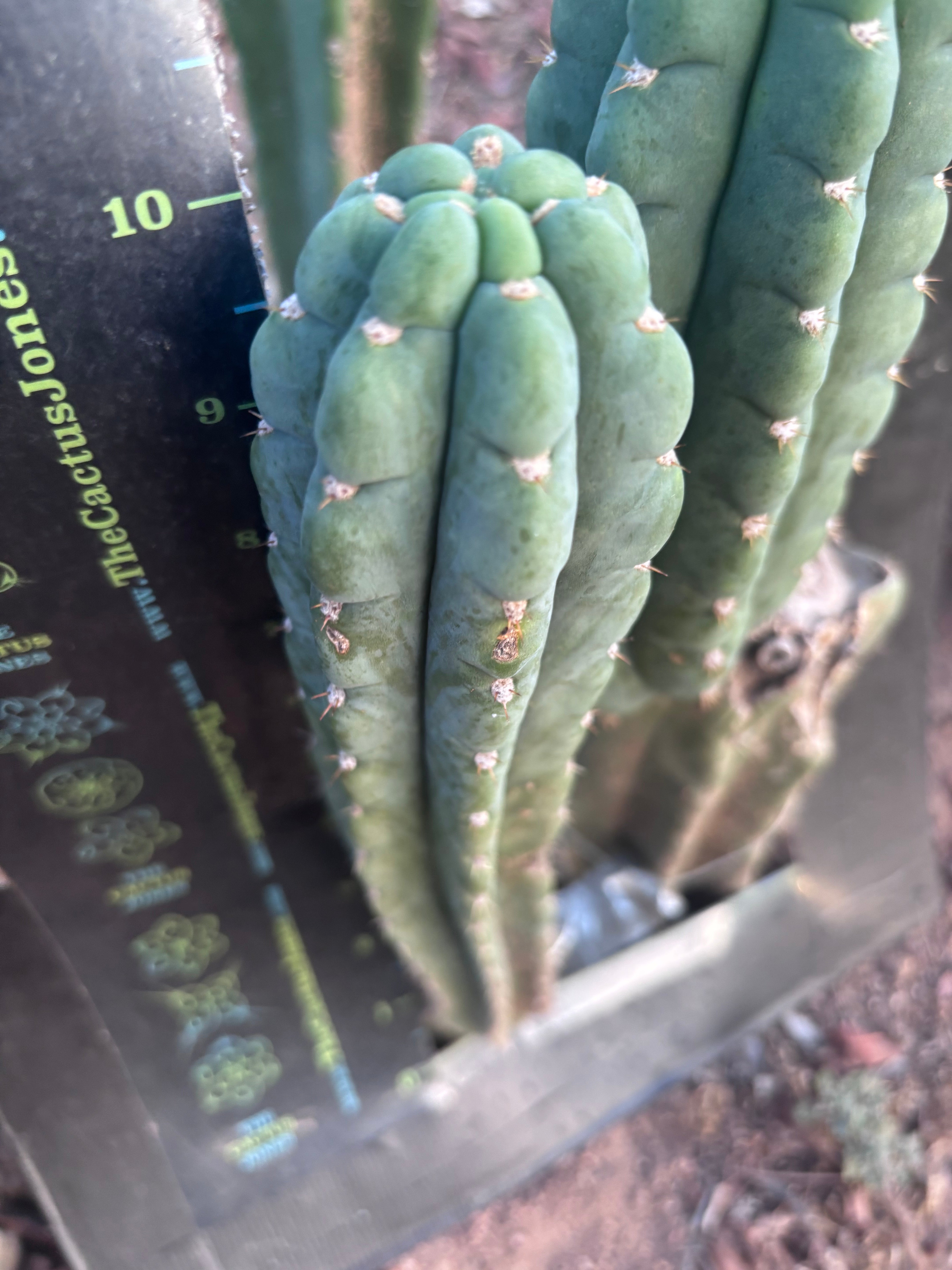 💎👑🌶️  Ichoca — 10” Pup