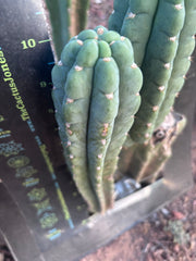 💎👑🌶️  Ichoca — 10” Pup