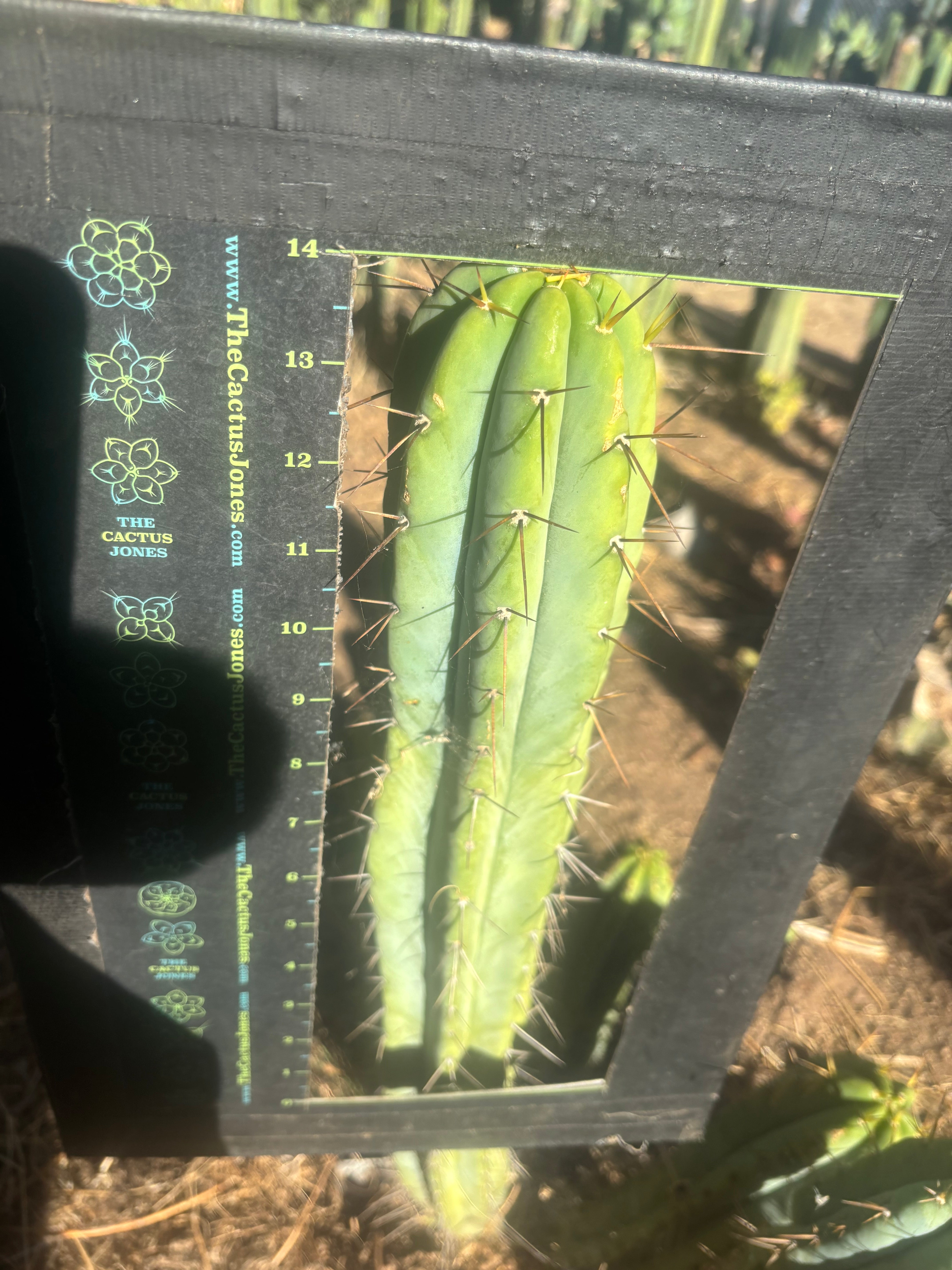 👑🌶️ CA1 Sherman — XL 14” Tip