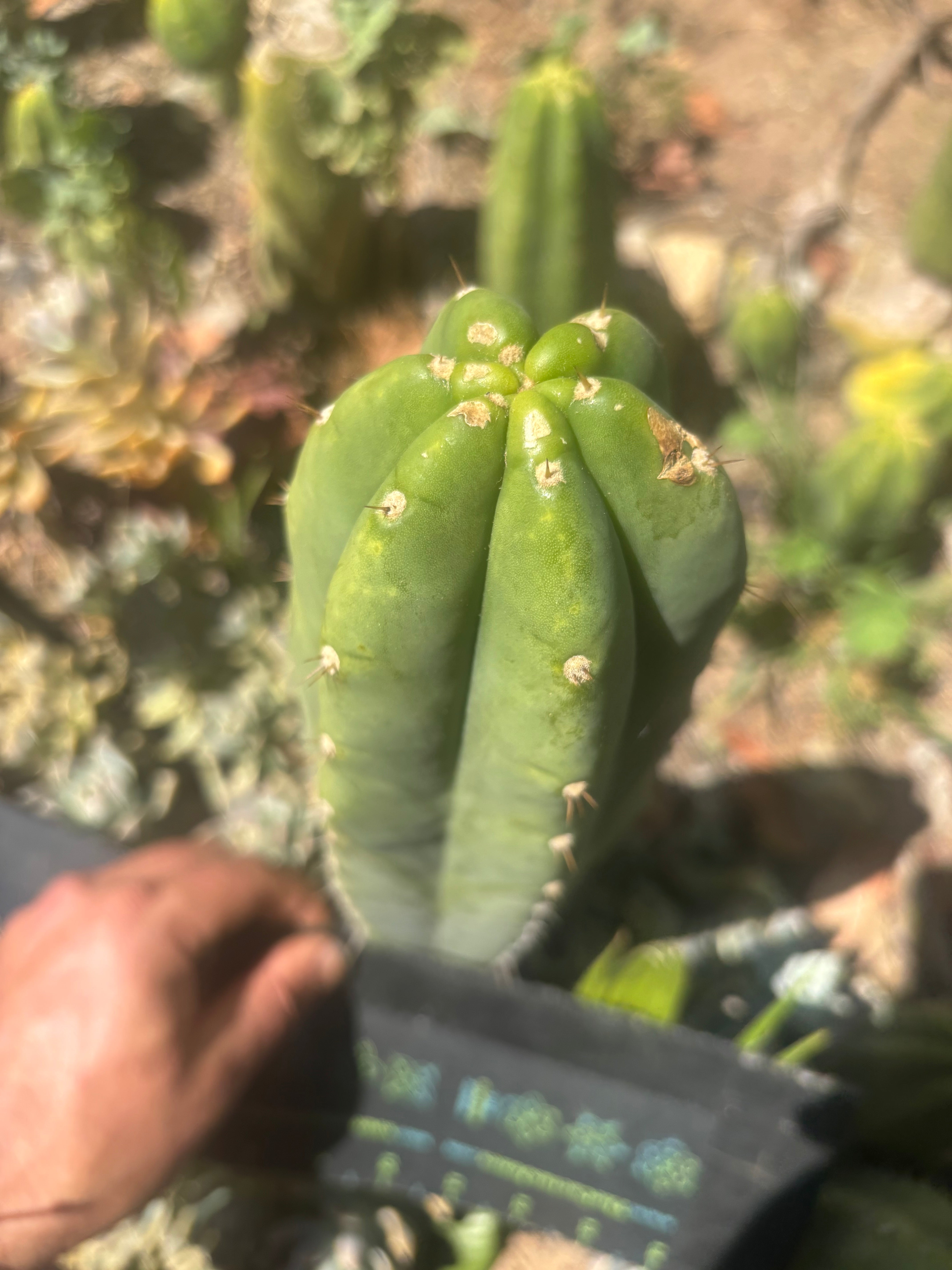 👑🌶️🌶️ Landfill — Another 11” Tip