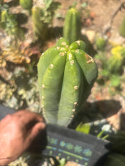 👑🌶️🌶️ Landfill — Another 11” Tip