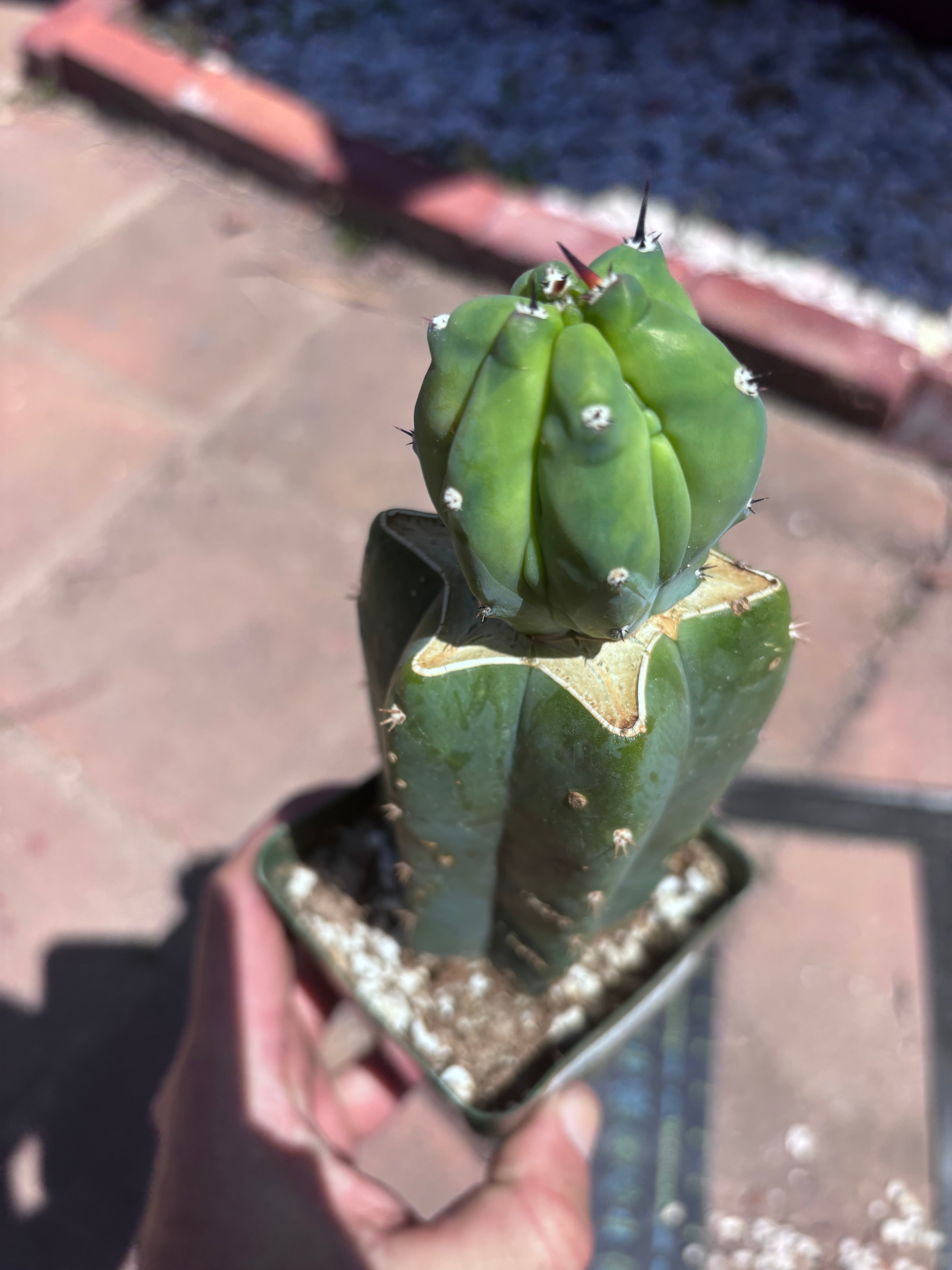 👑💎 Grecas Tip Graft — Rooted / Whole