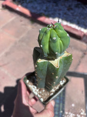 👑💎 Grecas Tip Graft — Rooted / Whole