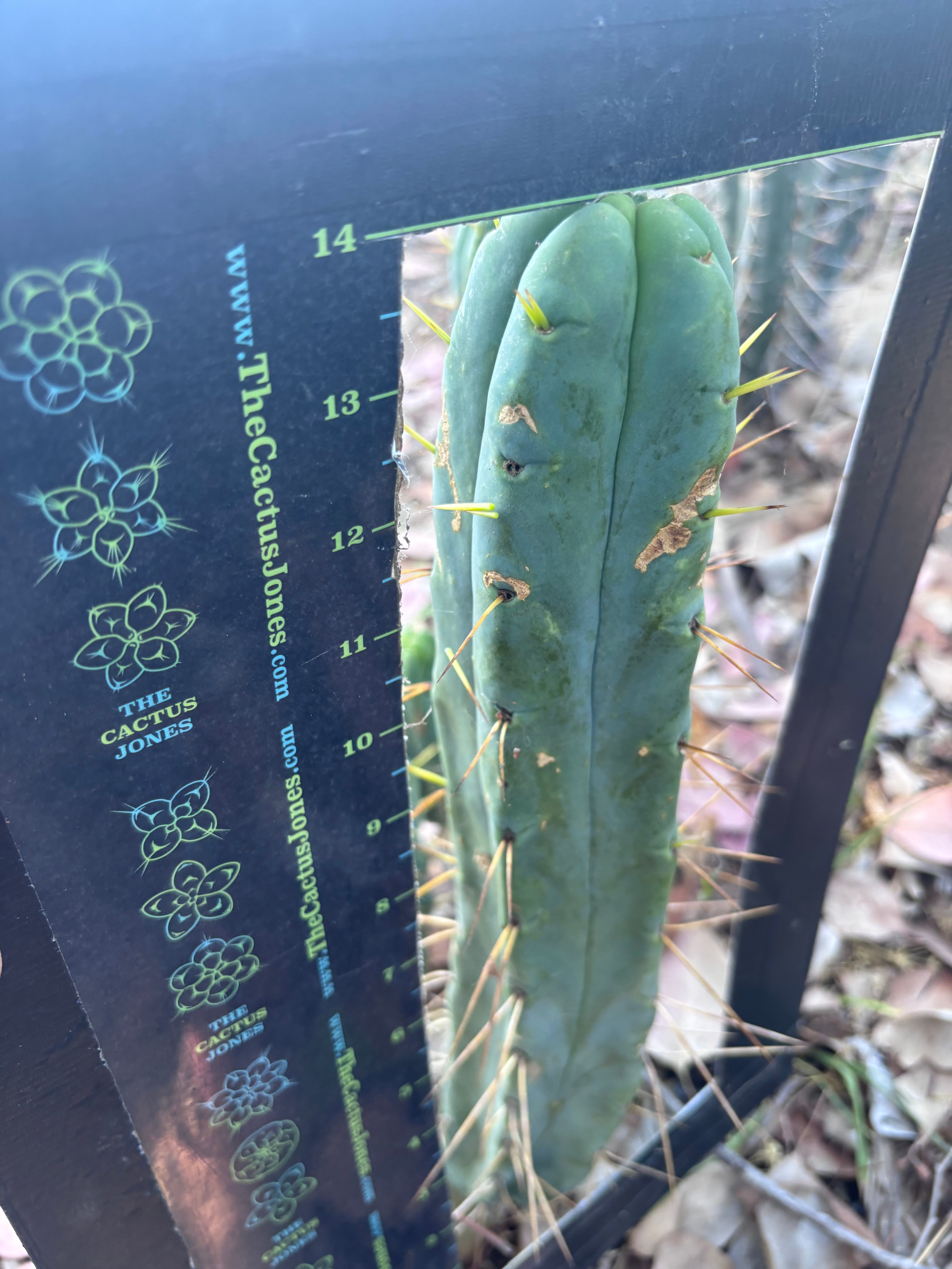 👑🌶️ BBB —  XL 15” Pup