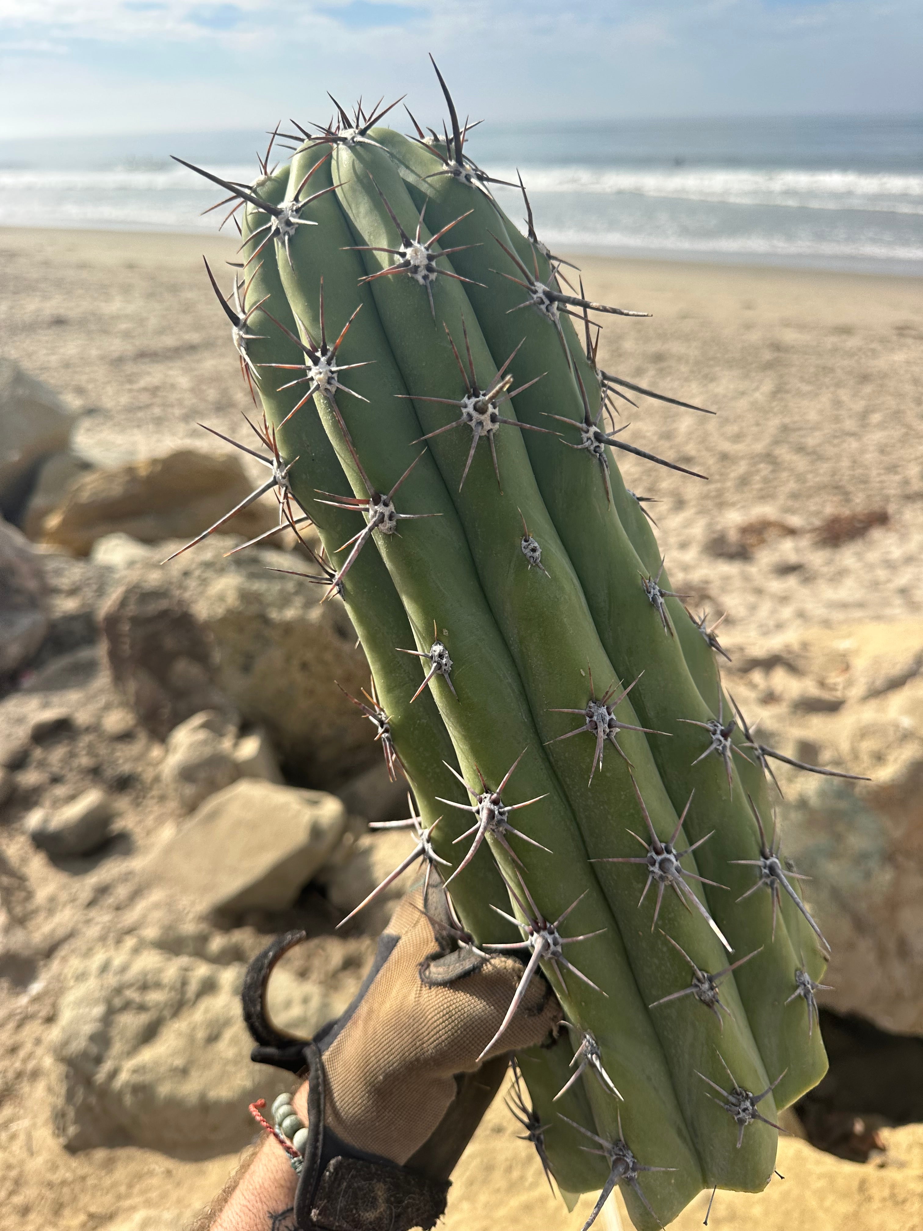 💪⚔️ A Beast of a Taq Tip