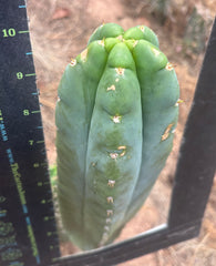 💎👑🌶️ Bob’s Colossus — Beefy 10” Tip