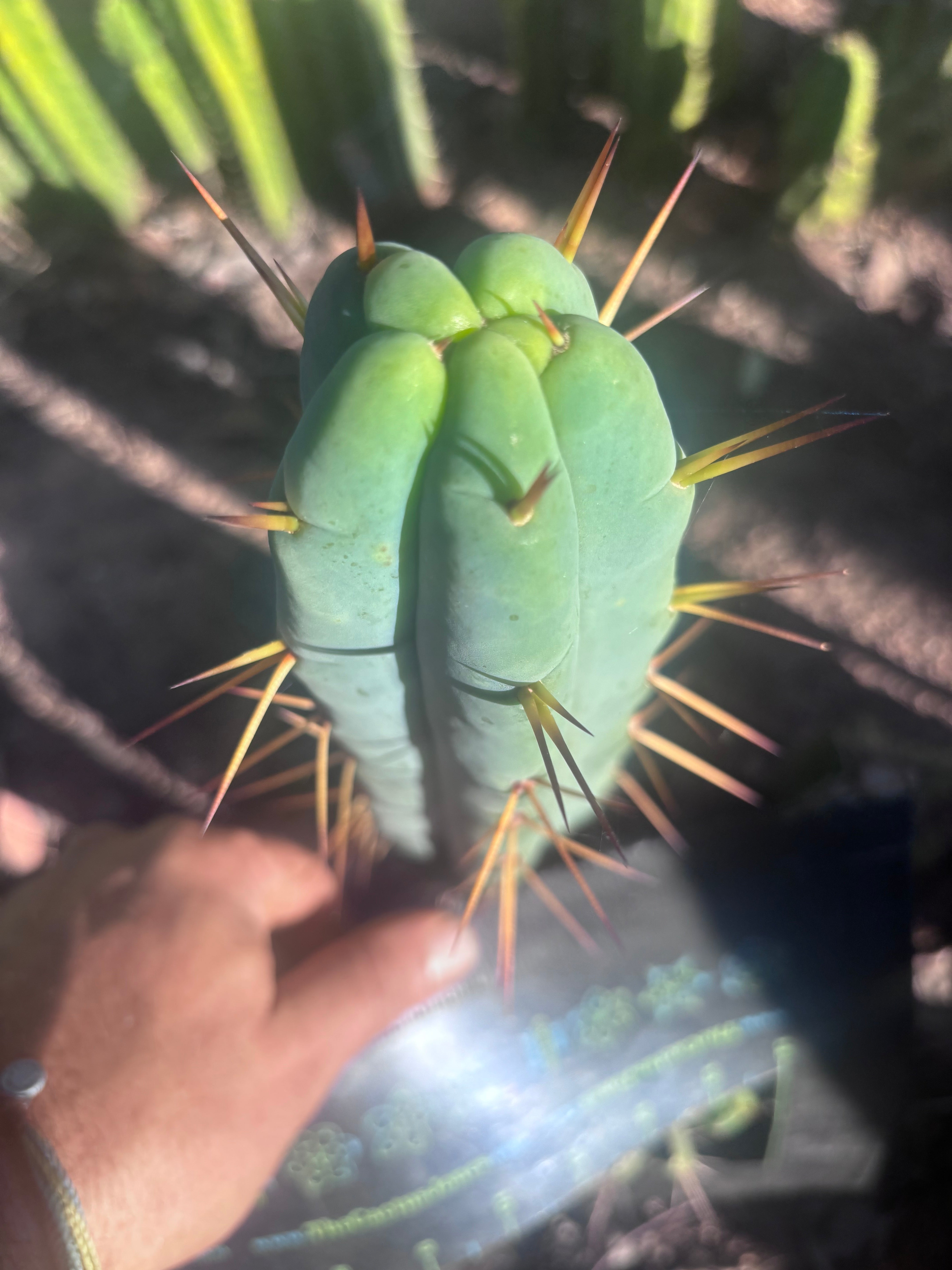 👑🌶️ Basement Shaman — 9” Tip