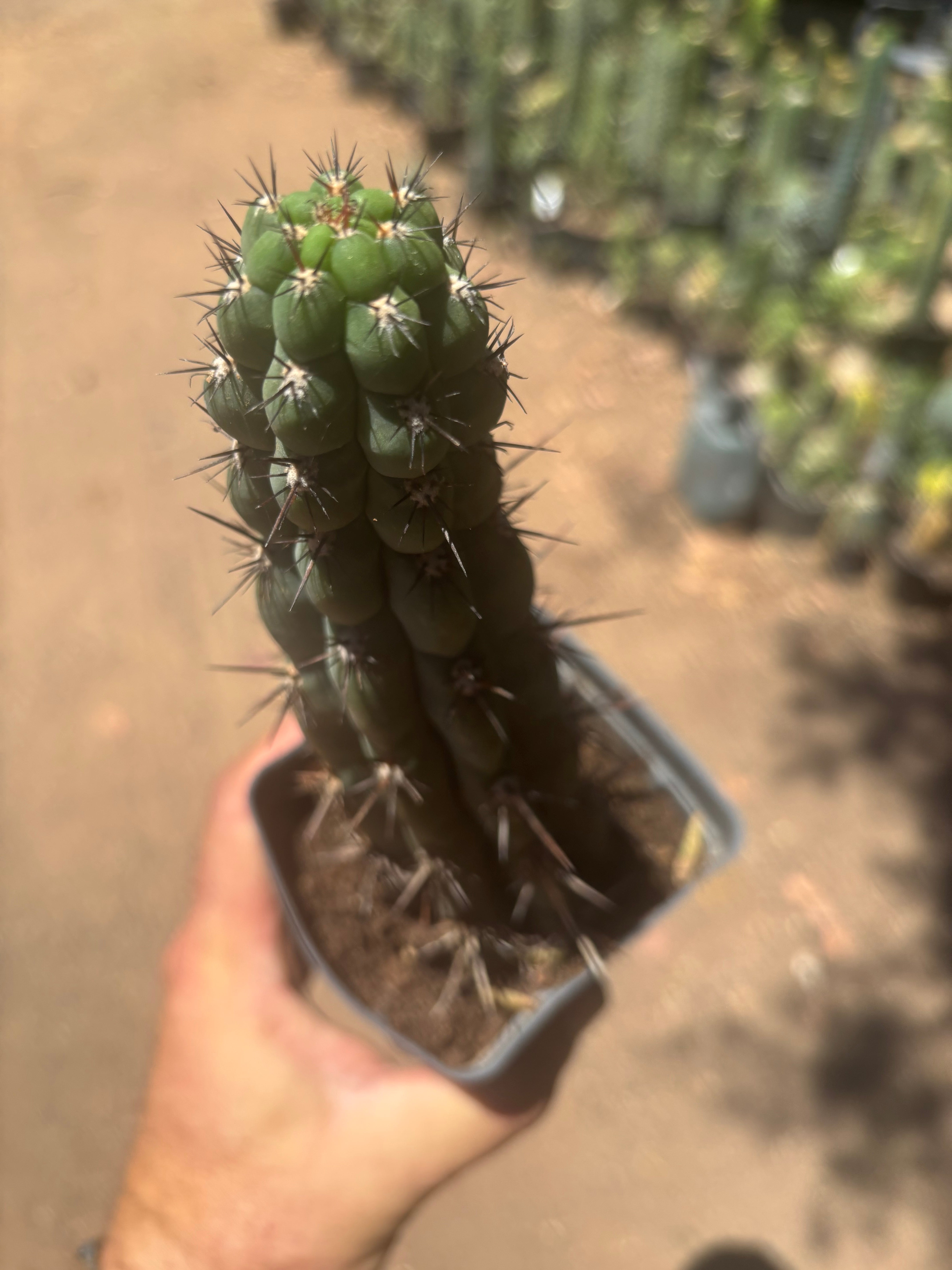 👑 Chala — Rooted 9” Tip