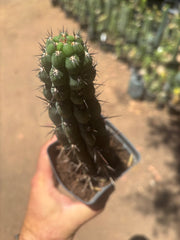 👑 Chala — Rooted 9” Tip
