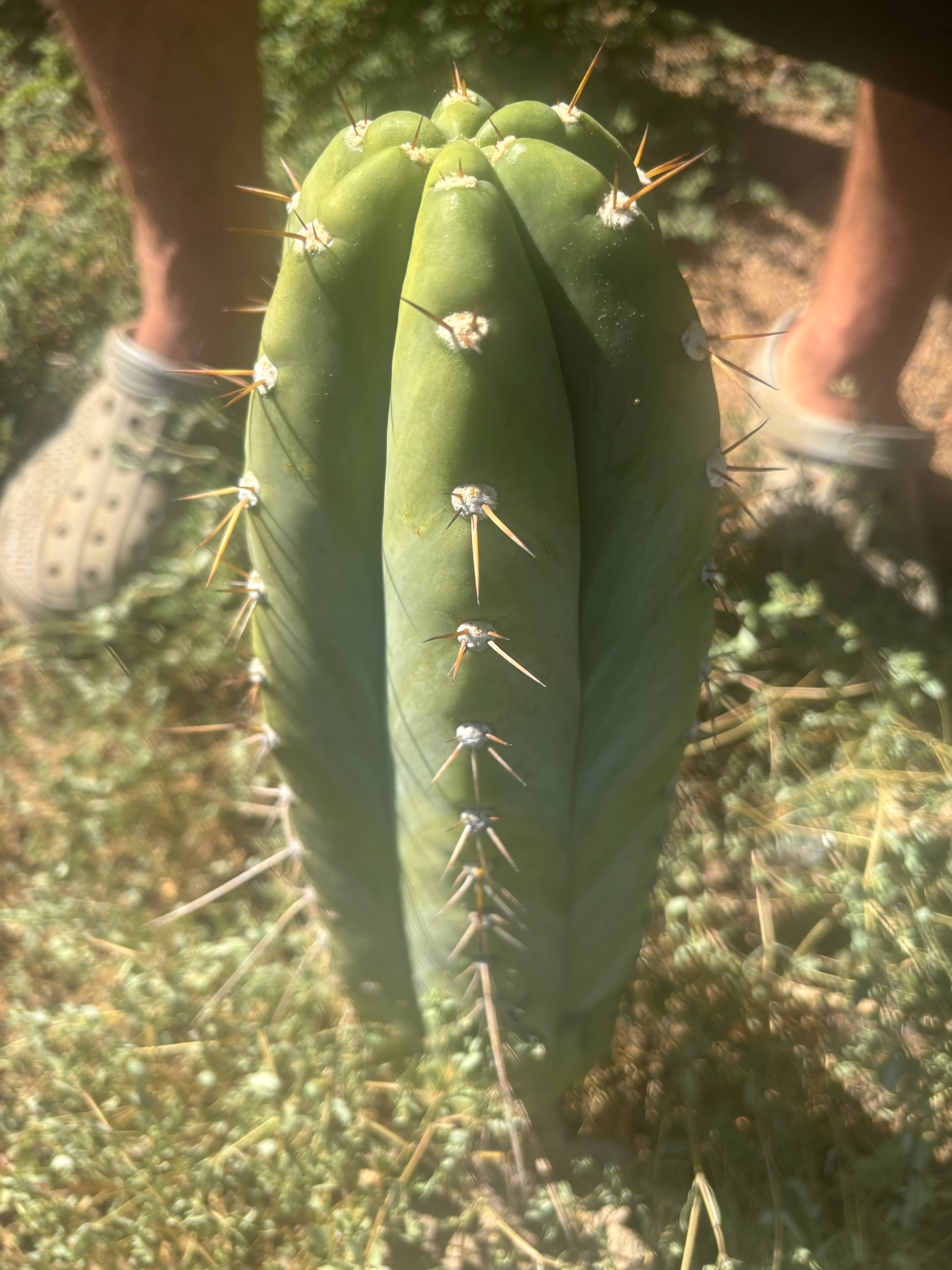 💎👑🌶️ CGG Again — *FAT* 14” Melon