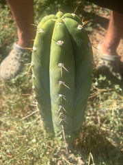 💎👑🌶️ CGG Again — *FAT* 14” Melon