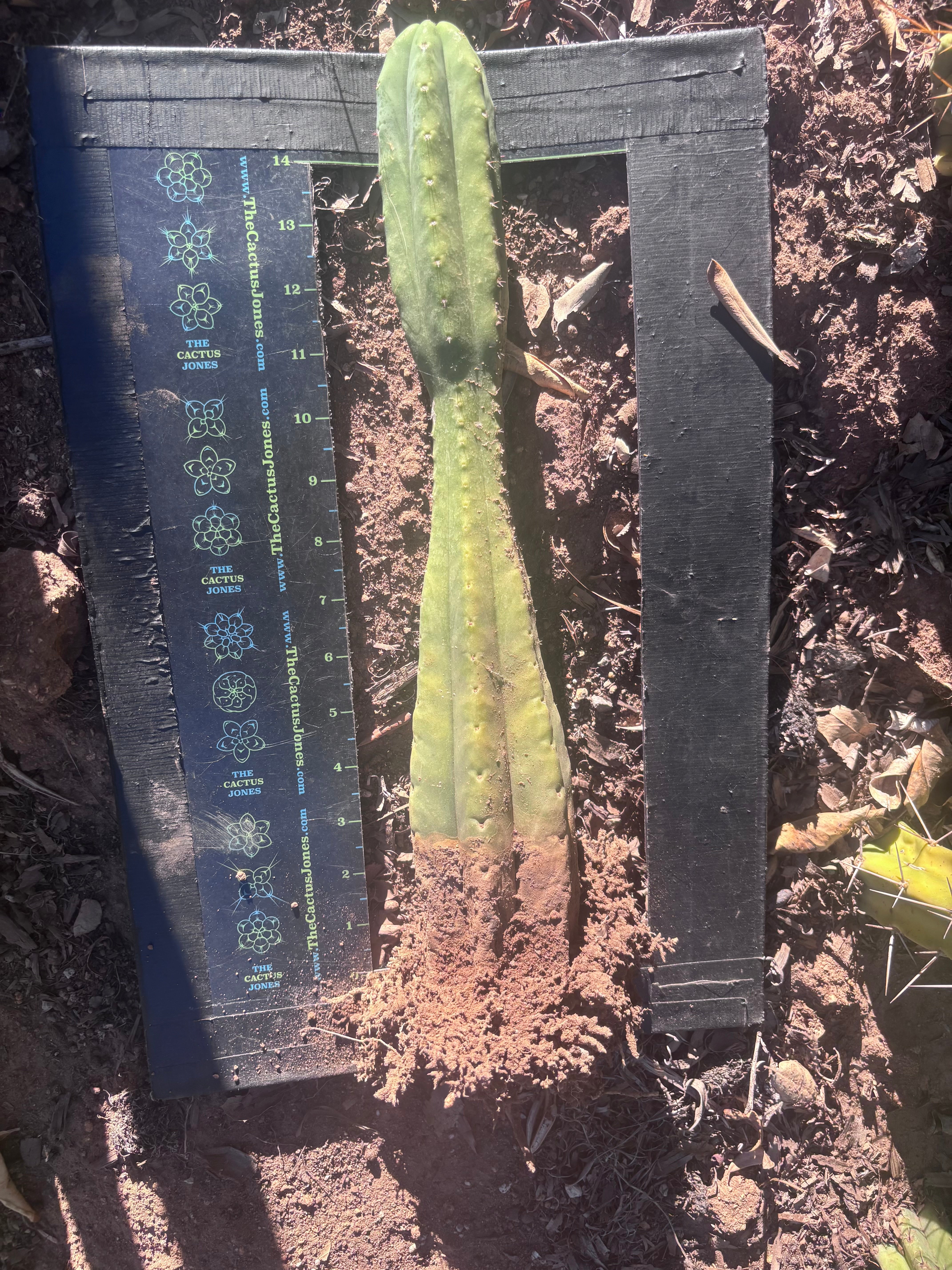 👑🌶️ Juul’s Giant — Rooted 13”