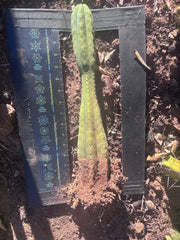 👑🌶️ Juul’s Giant — Rooted 13”