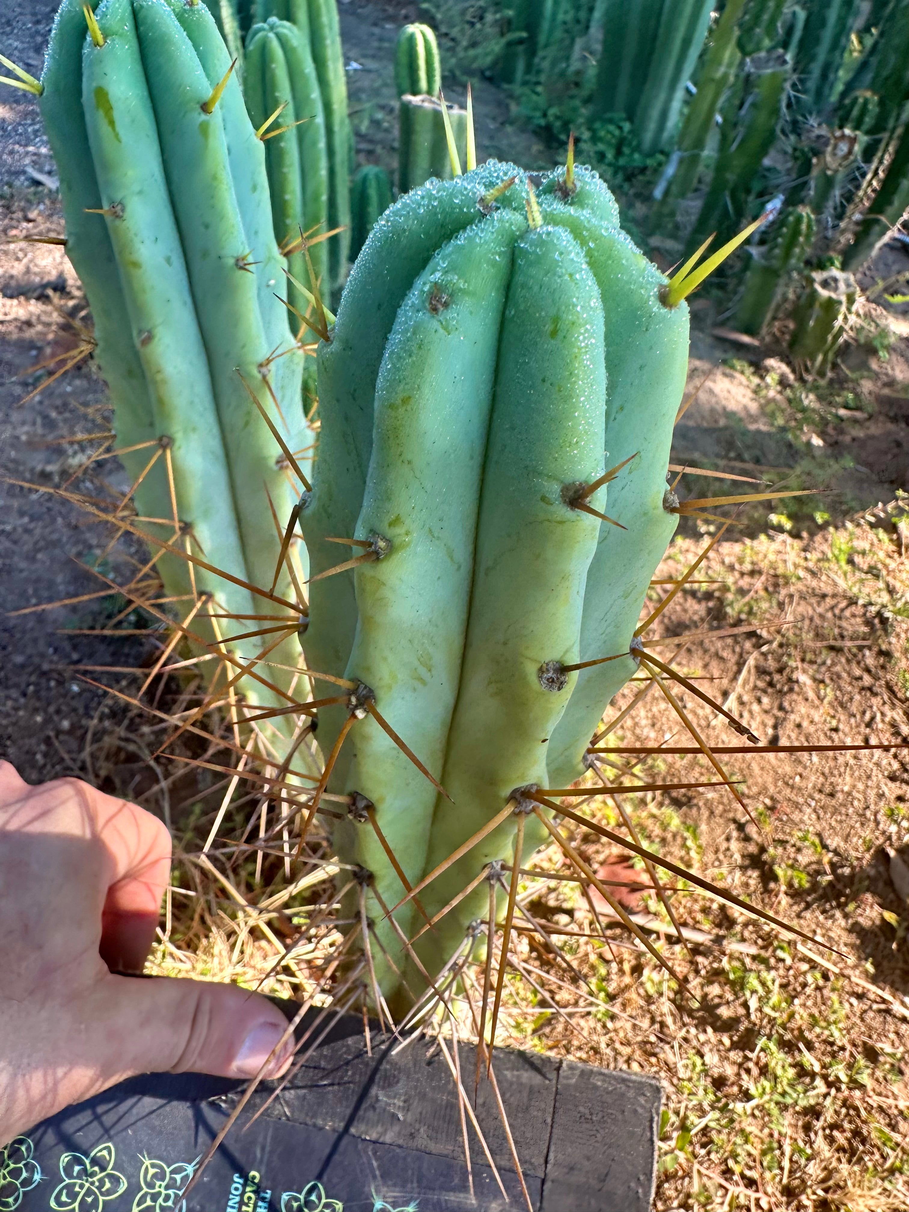 🌶️ Blue Bridge — 10” Tips (3)