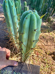 🌶️ Blue Bridge — 10” Tips (3)