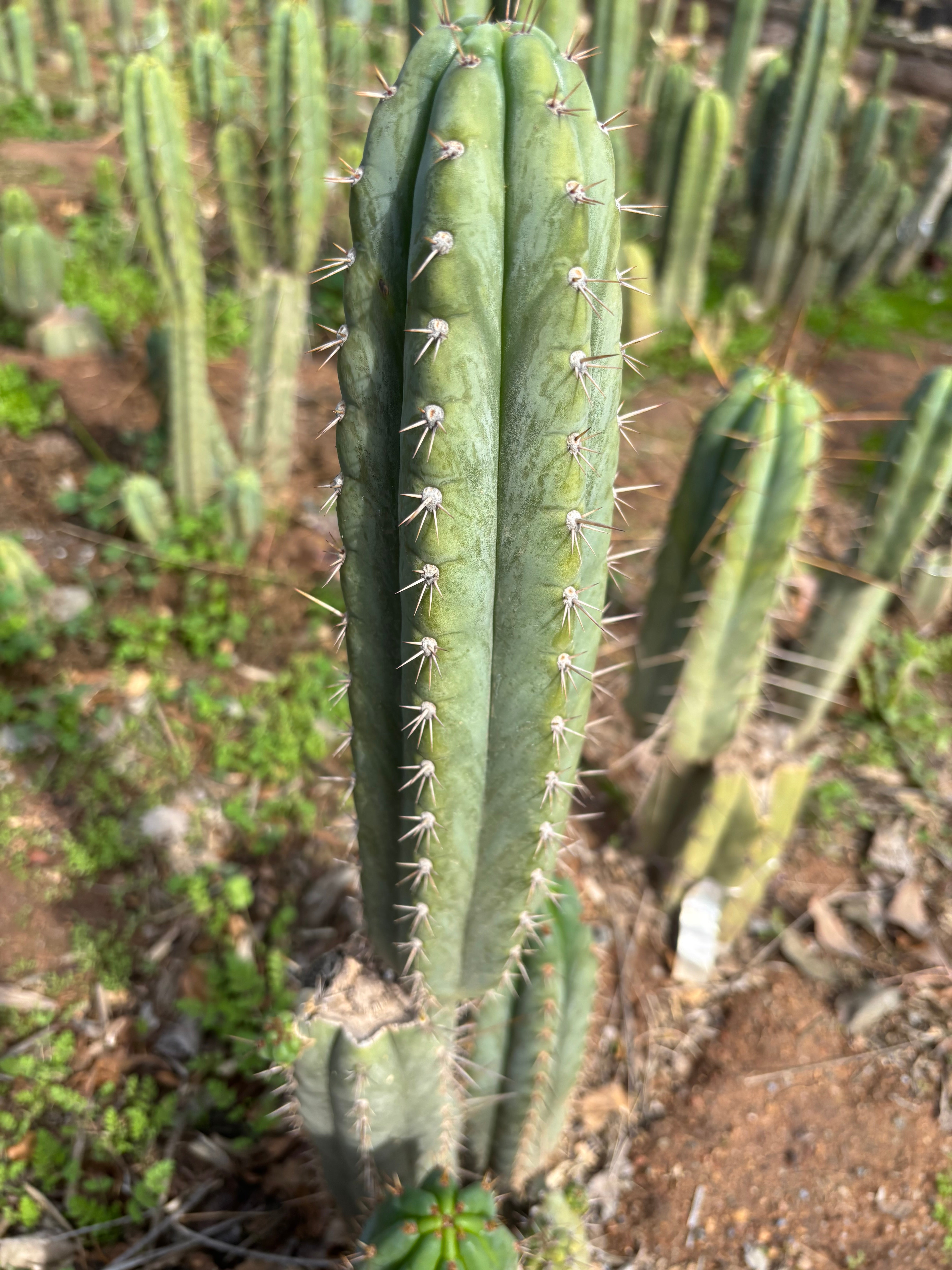 👑🌶️ Kimnach — Flawless 12” Pup