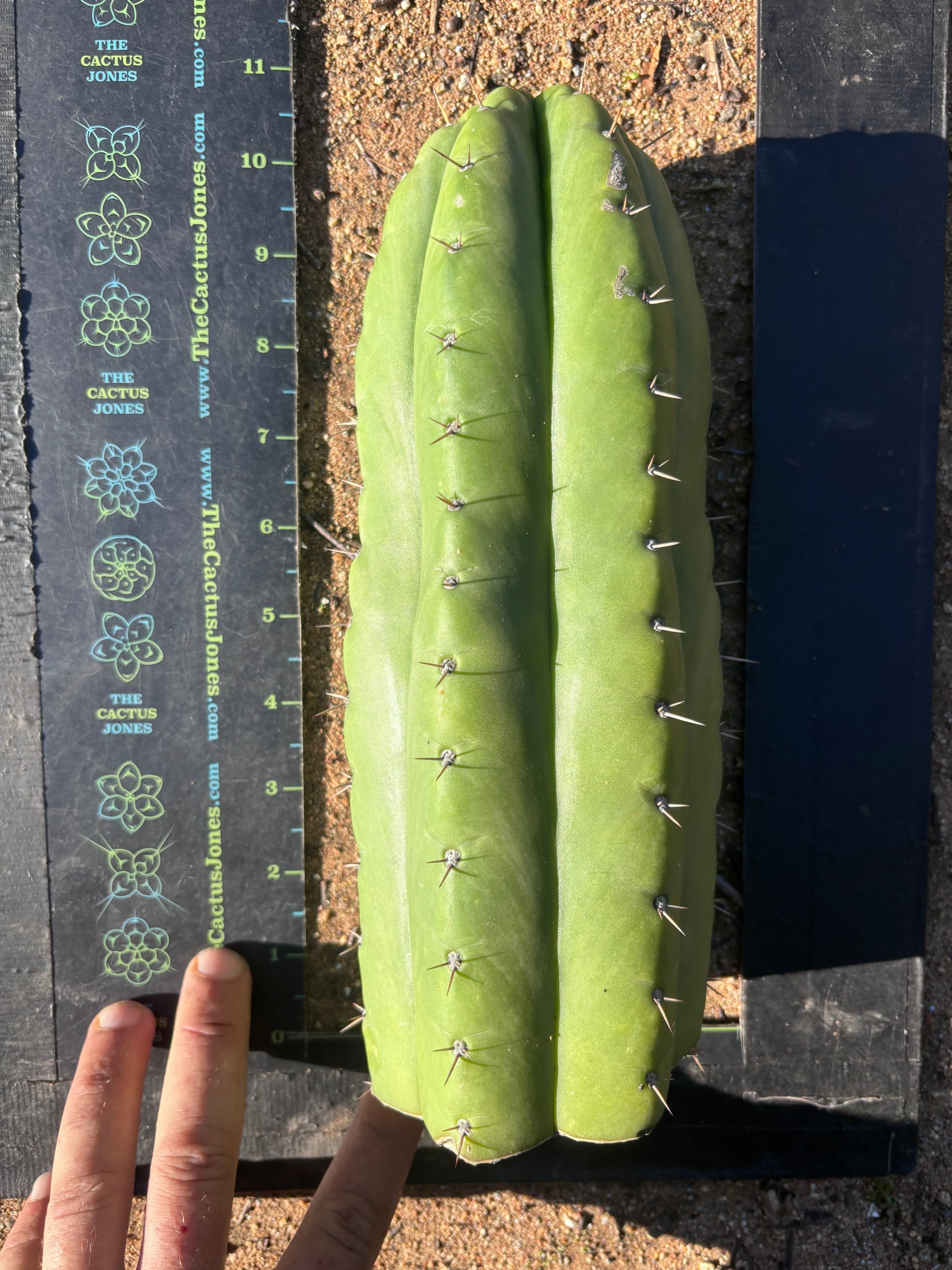 👑🌶️ Huarazensis — 10” Chonk Tip