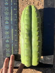 👑🌶️ Huarazensis — 10” Chonk Tip