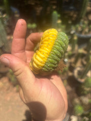 💎🔰💎 Crested Variegated Pachanoi — Perfect Color Split Crest w/ Roots