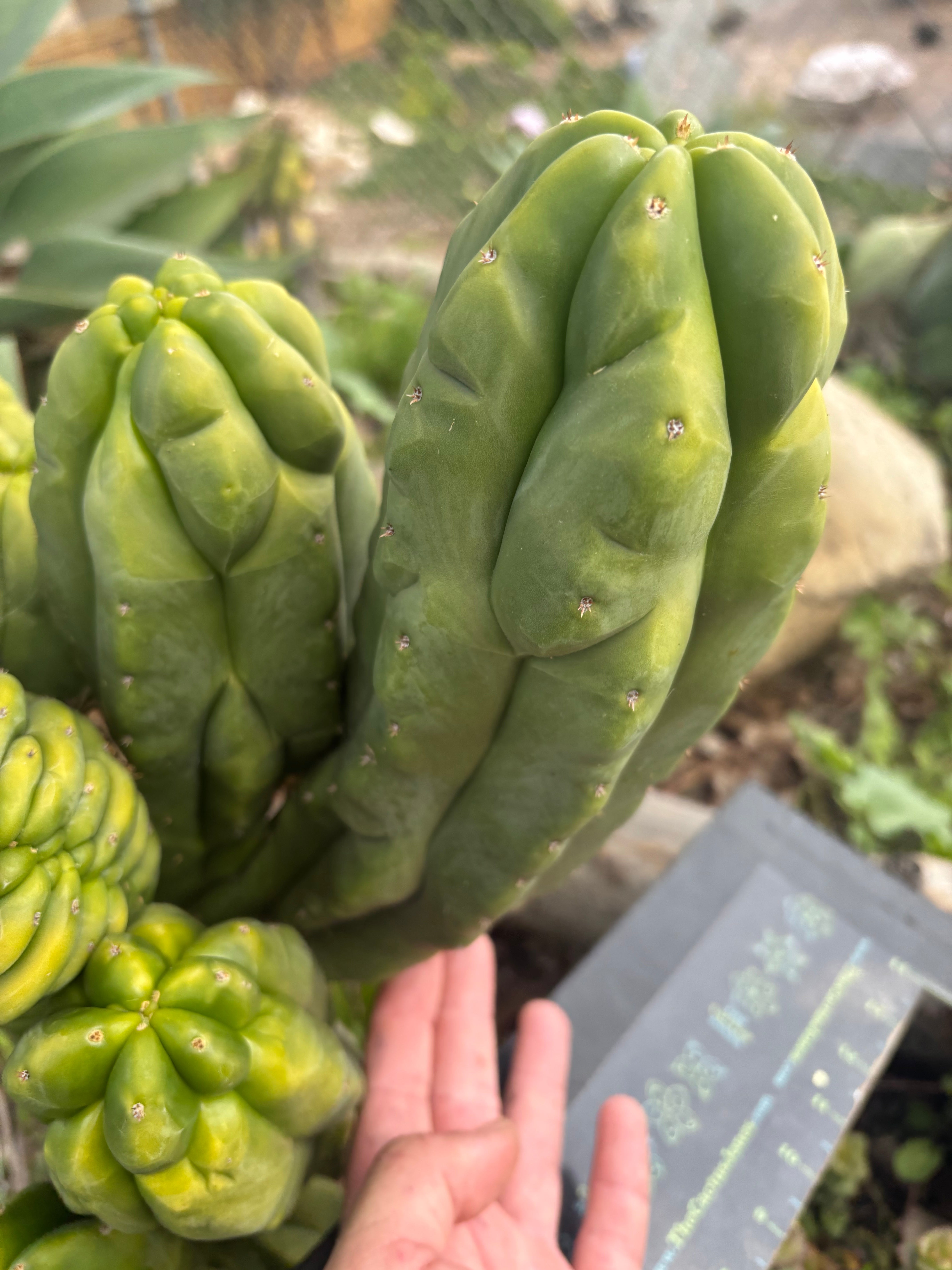 Custom Listing for Daniel S